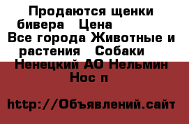 Продаются щенки бивера › Цена ­ 25 000 - Все города Животные и растения » Собаки   . Ненецкий АО,Нельмин Нос п.